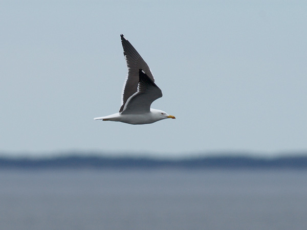 Selkälokki, Lesser Black-backed Gull, Larus fuscus